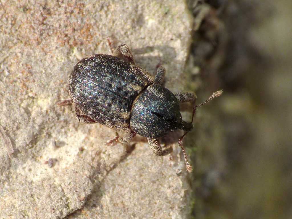 Probabile Pachytychius sparsutus  - Tolfa (RM)